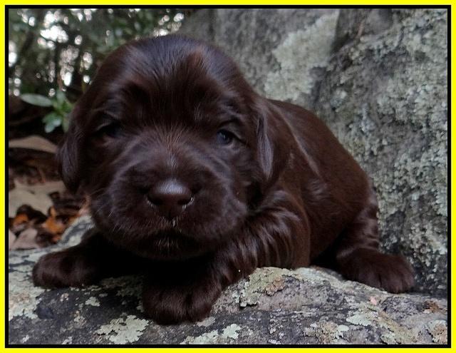 Coco Champion pups 2 wks old 081