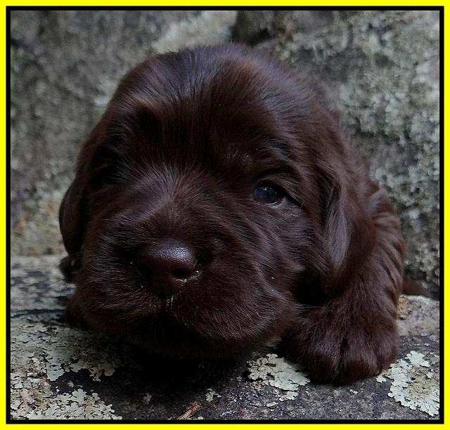 Coco Champion pups 2 wks old 082