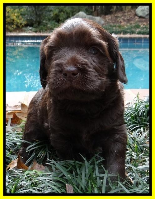 Coco champion pups 4 wks old 027