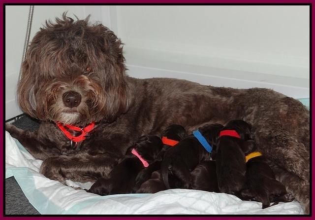 Coco Champ newborn pups 002