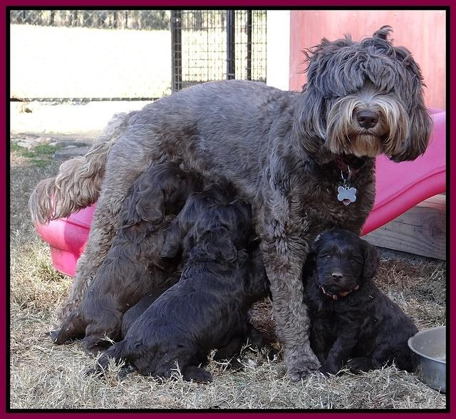 Coco Champ pups 5 wks old 31