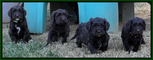 Coco Champ pups 5 wks old 381