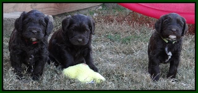 Coco Champ pups 5 wks old 391