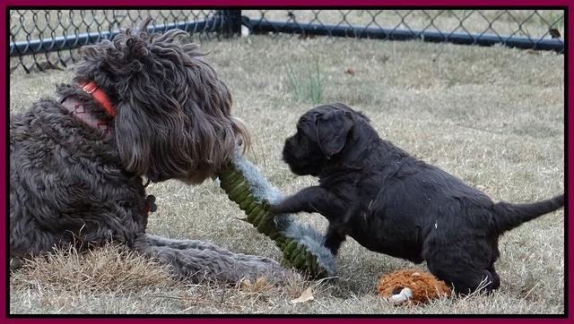 Coco Champ pups 5 wks old 441