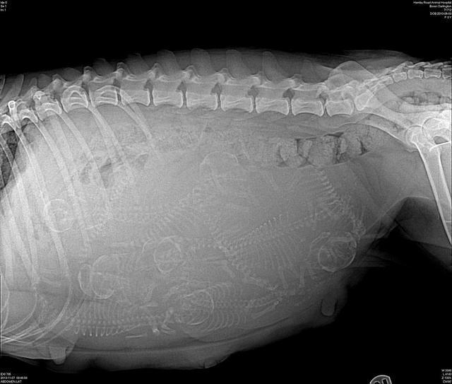 Darling preg xray day 59 preg 2