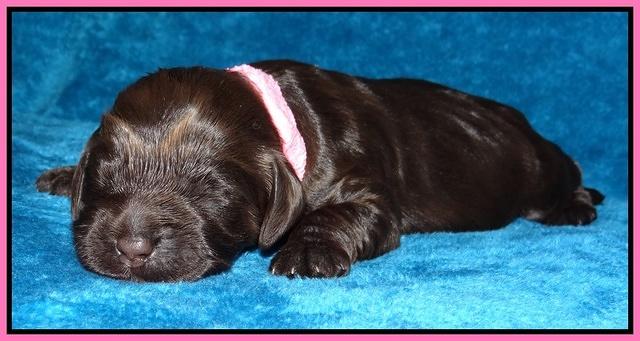 Darling Hero pups 1 wk old 61