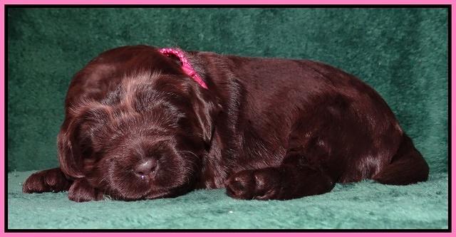 Darling Hero pups 2 wks old 007