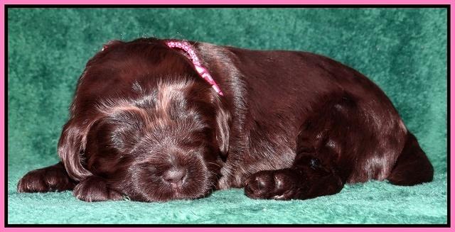 Darling Hero pups 2 wks old 008