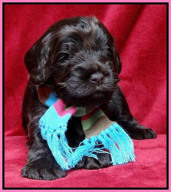 Darling Hero pups 3 wks old 21