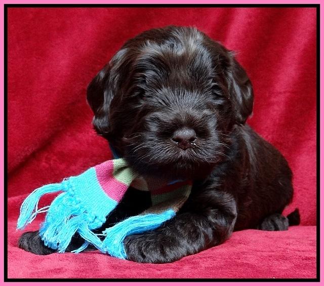 Darling Hero pups 3 wks old 31