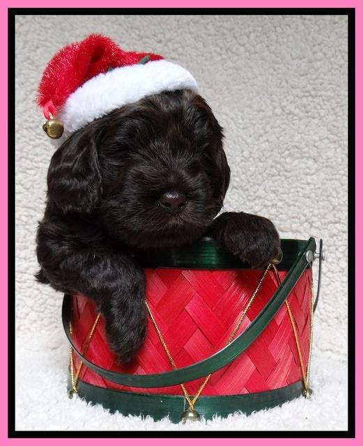 Darling Hero pups 4 wks old 015