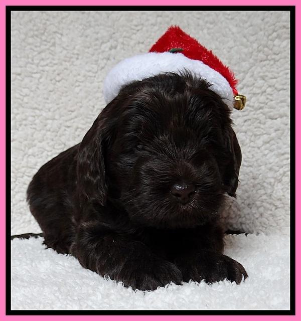 Darling Hero pups 4 wks old 021