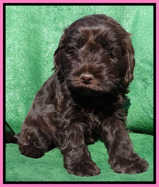 Darling Hero pups 5 wks old 11