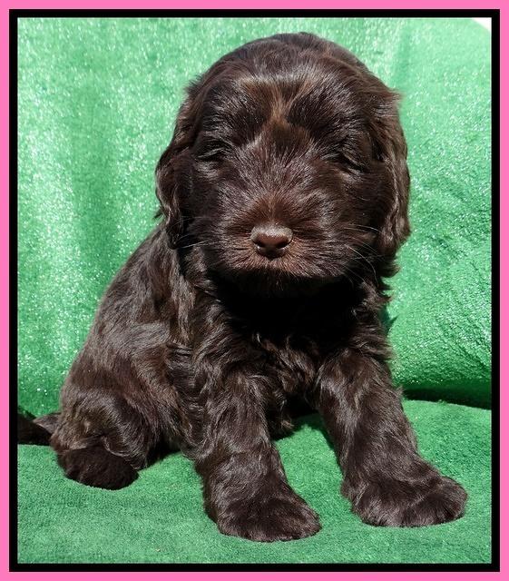 Darling Hero pups 5 wks old 21
