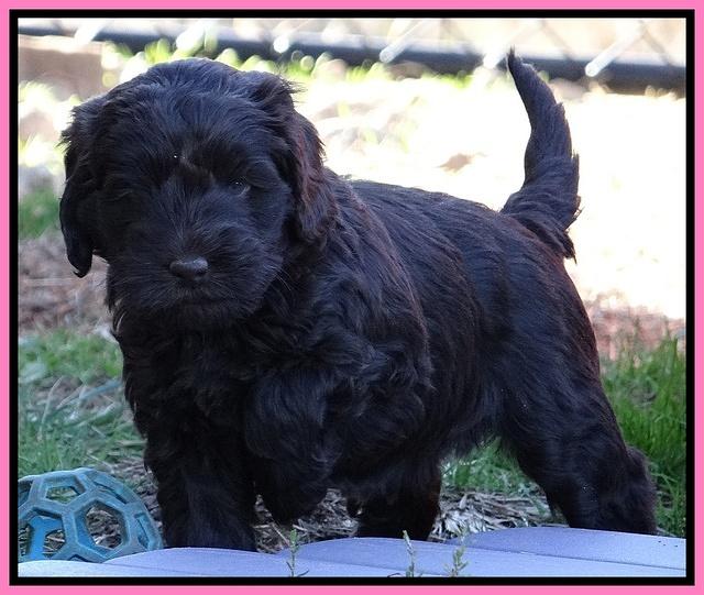 Darling Hero pups 5.2 weeks 31