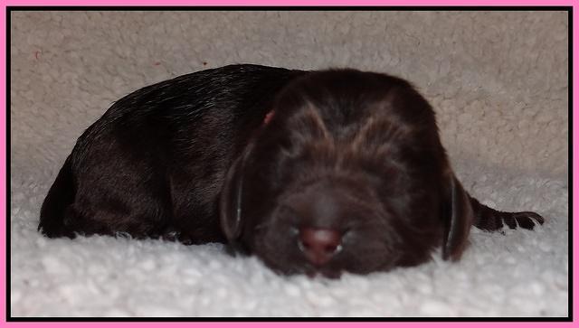 Darling Hero pups newborn 004