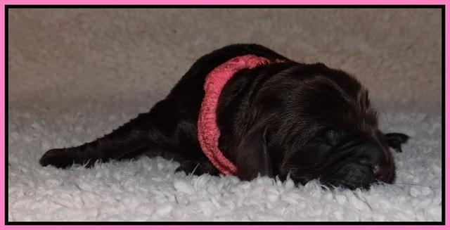 Darling Hero pups newborn 007