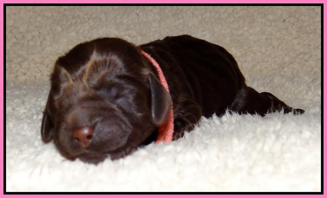 Darling Hero pups newborn 1 006