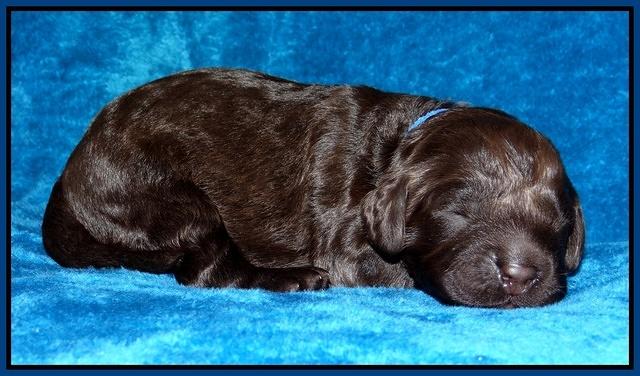 Darling Hero pups 1 wk old 21