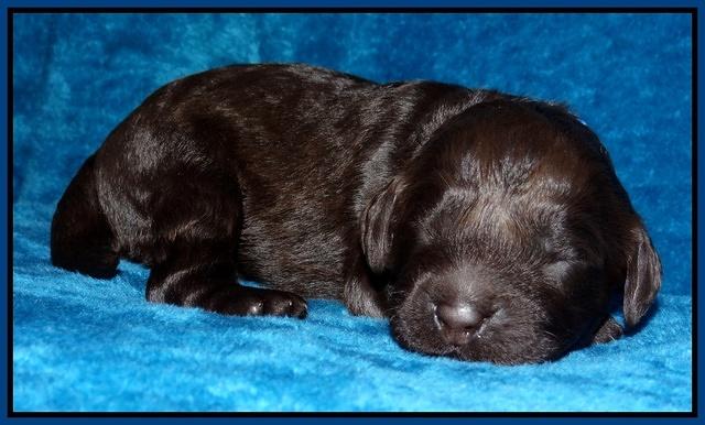 Darling Hero pups 1 wk old 31