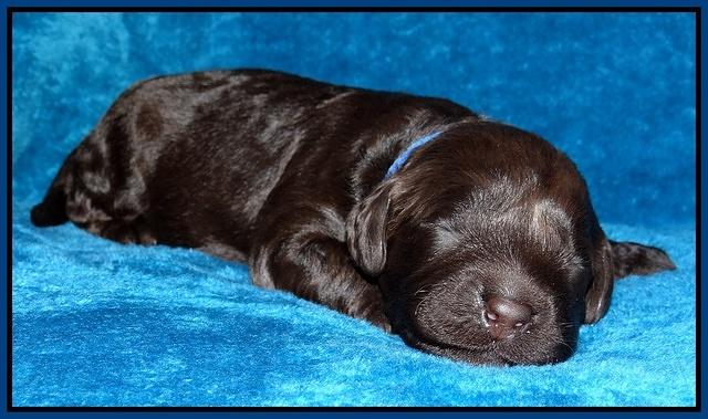 Darling Hero pups 1 wk old 41