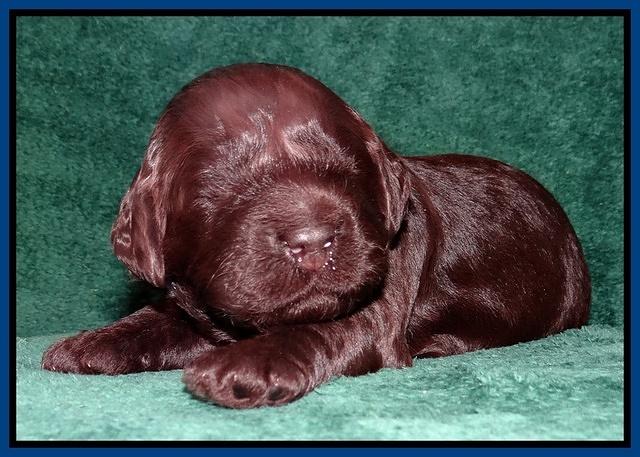 Darling Hero pups 2 wks old 011