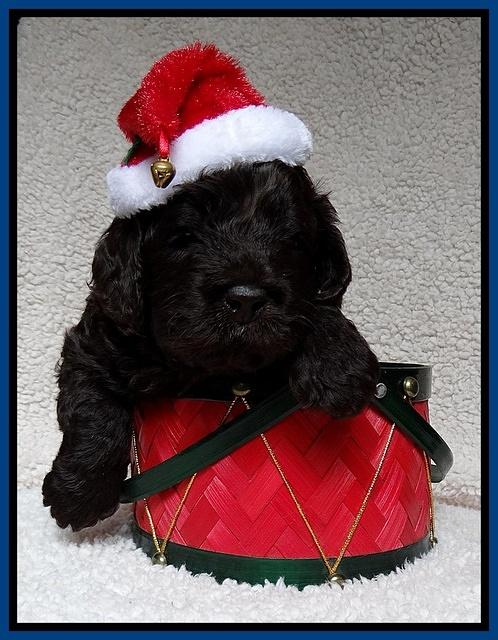 Darling Hero pups 4 wks old 006