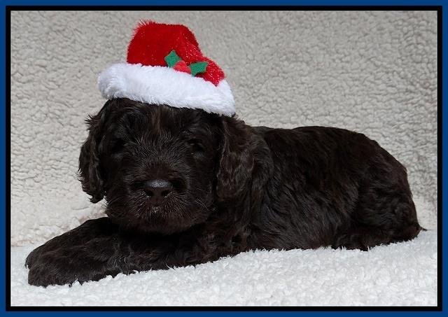 Darling Hero pups 4 wks old 009