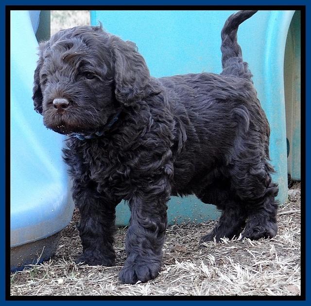 Darling Hero pups 5 wks old 001