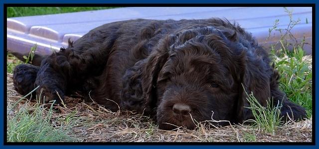 Darling Hero pups 5 wks old 51