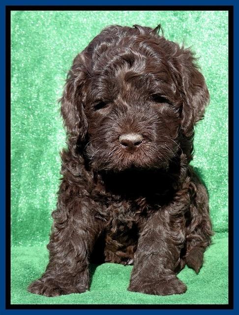 Darling Hero pups 5 wks old 61