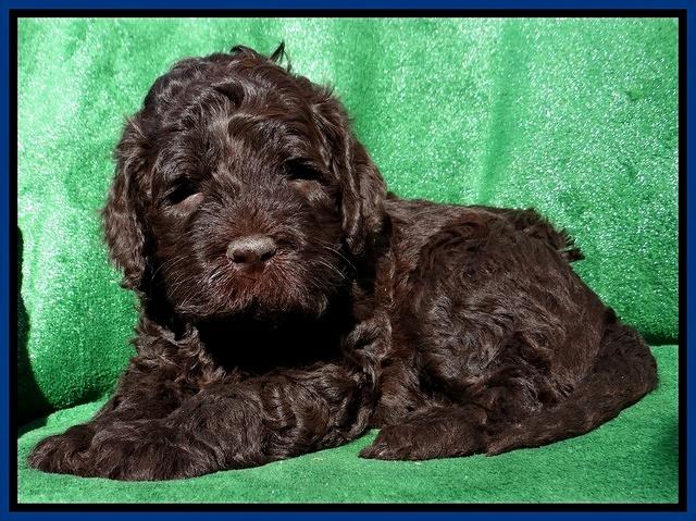 Darling Hero pups 5 wks old 81