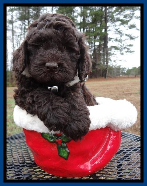 Darling Hero pups 6 wks old 71