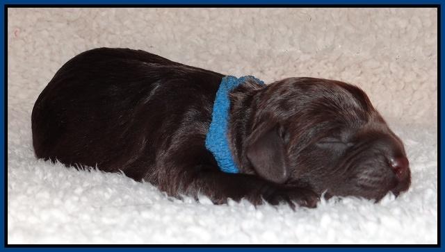 Darling Hero pups newborn 014