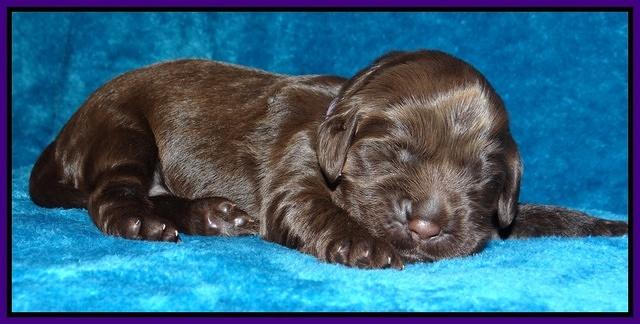 Darling Hero pups 1 wk old 121