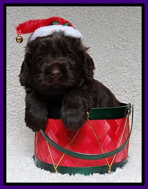 Darling Hero pups 4 wks old 028