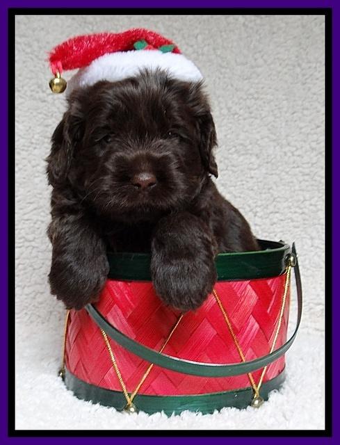 Darling Hero pups 4 wks old 029