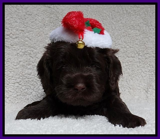 Darling Hero pups 4 wks old 032