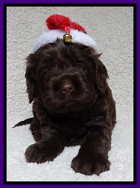 Darling Hero pups 4 wks old 035