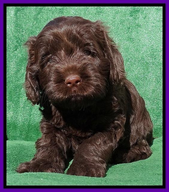 Darling Hero pups 5 wks old 121