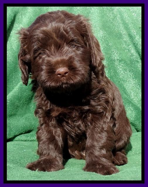 Darling Hero pups 5 wks old 131