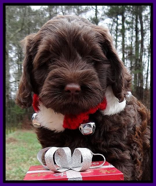 Darling Hero pups 6 wks old 131