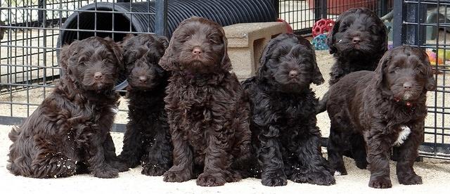 Darling Hero pups 7.5 weeks old 301