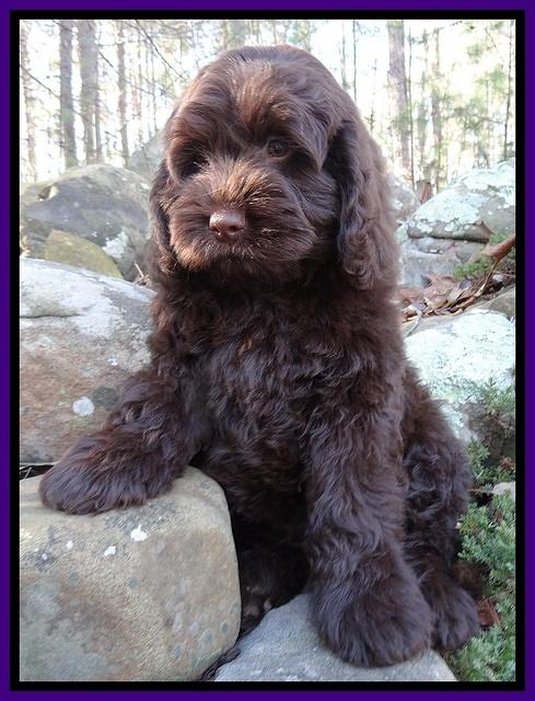 Darling Hero pups 8 weeks old 018
