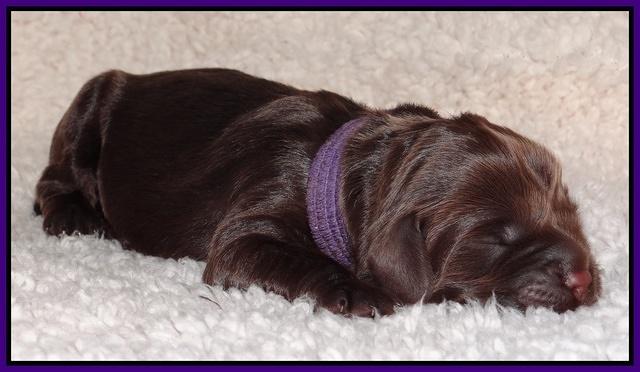 Darling Hero pups newborn 019