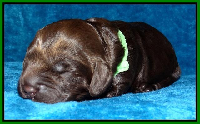 Darling Hero pups 1 wk old 101