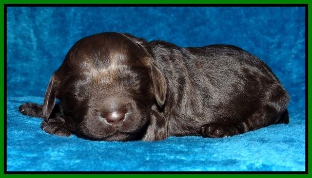 Darling Hero pups 1 wk old 81