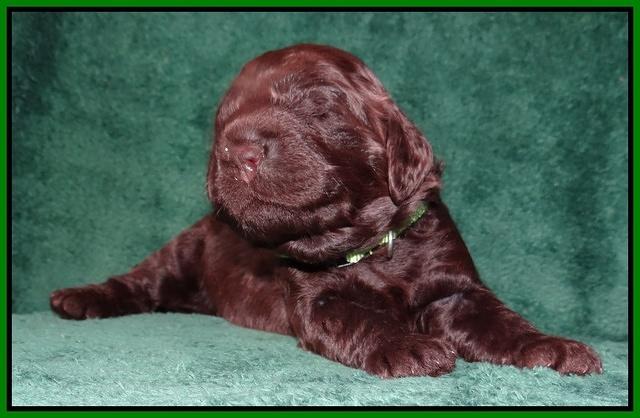 Darling Hero pups 2 wks old 028