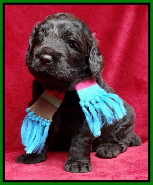 Darling Hero pups 3 wks old 121