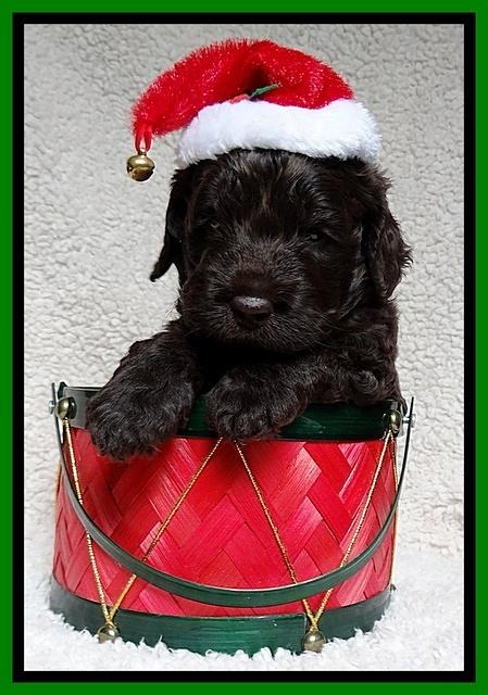 Darling Hero pups 4 wks old 041